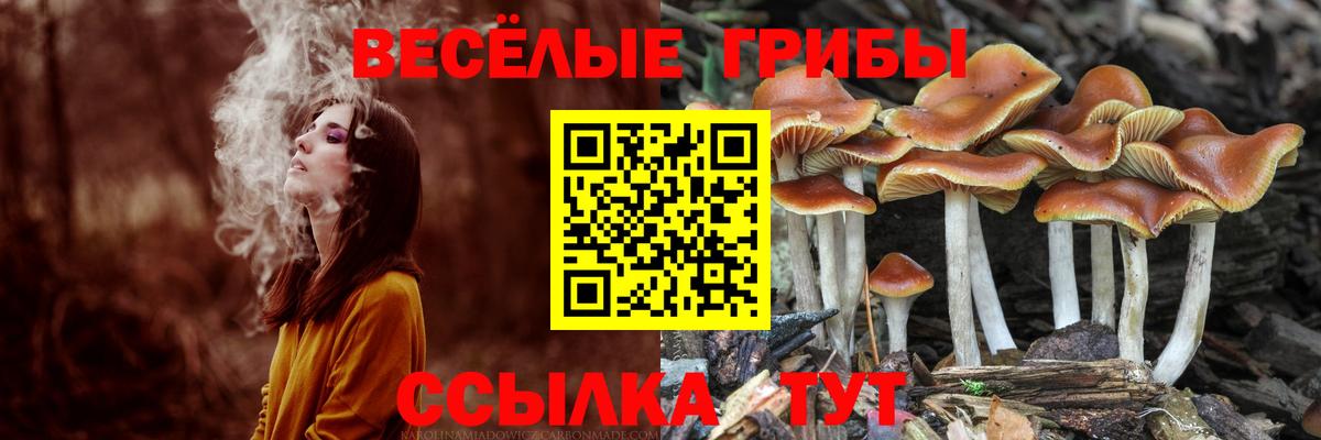 Азнакаево  Псилоцибиновые грибы Psilocybine cubensis  сколько стоит  Вход с VPN 